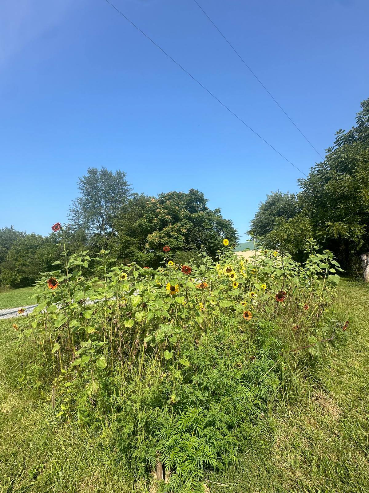 Gallery Image 58